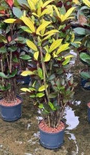 Codiaeum/Croton Iceton 120-130cm 22/19