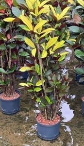 Codiaeum/Croton Iceton 120-130cm 22/19
