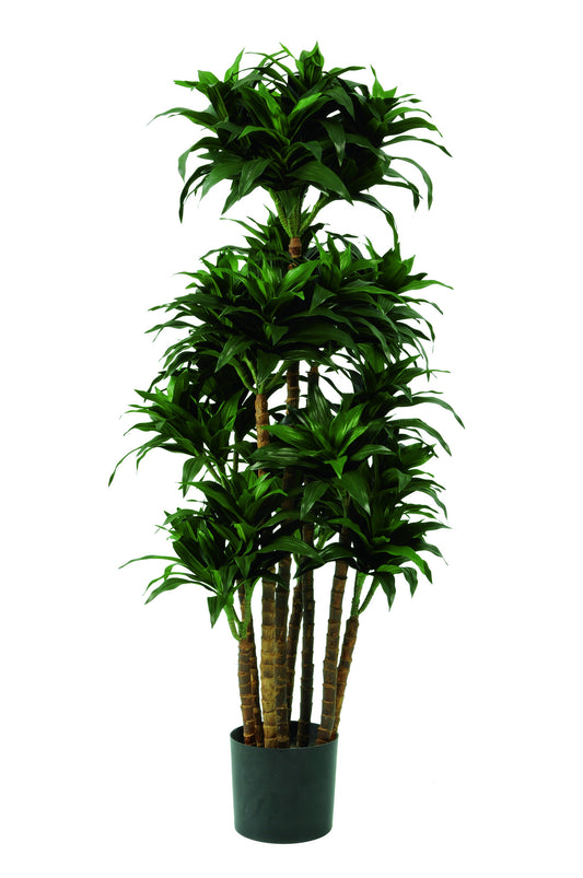 Dracaena fragrans 90 cm