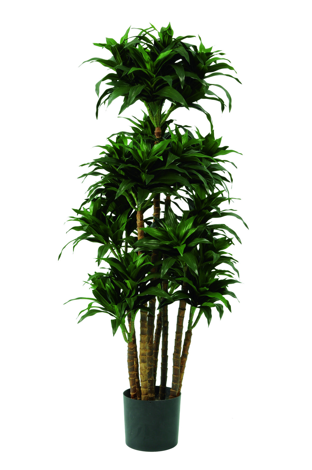 Dracaena fragrans 90 cm, grün