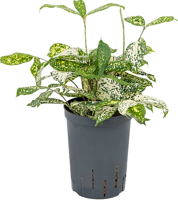 Dracaena godseffiana 50 cm