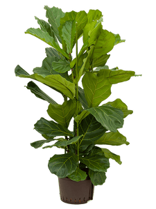 Ficus Lyrata