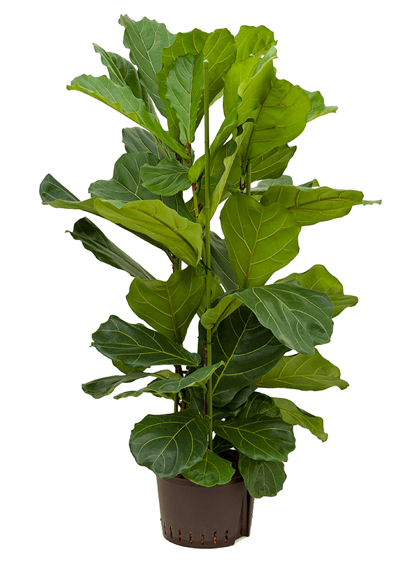 Ficus Lyrata